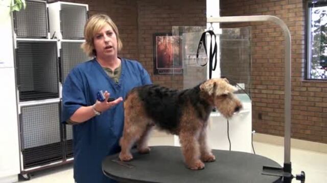 Thumbnail for Grooming the Welsh Terrier