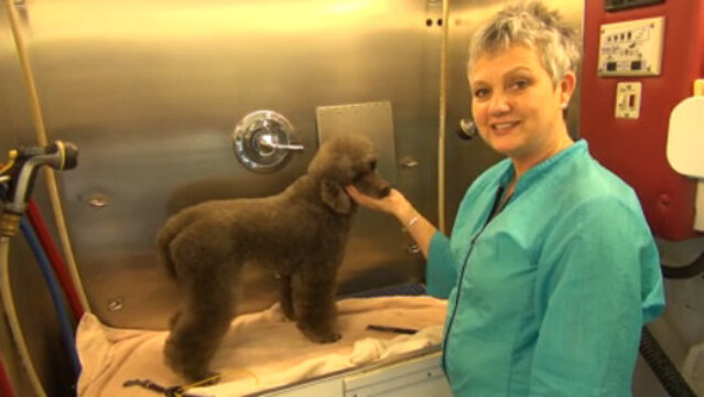 Thumbnail for Prep Work on a Poodle