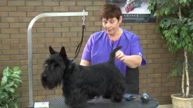 Thumbnail for Grooming a Pet Scottie (Part 1 of 4-part Series)