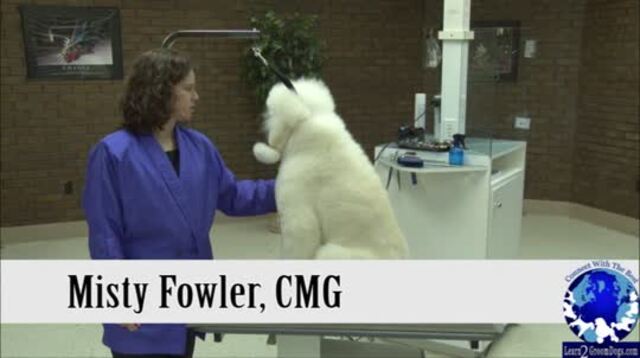 Thumbnail for Grooming a Poodle in a Pet Continental Trim: (1 of 2-Part Series)