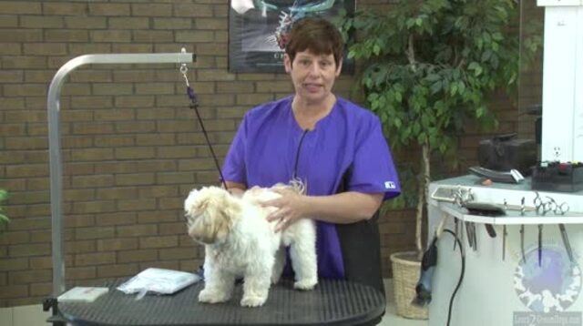 Thumbnail for Speed Grooming with Sue and a Shih Tzu Puppy