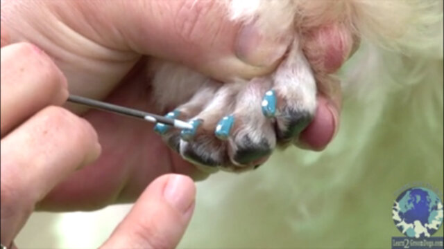 Thumbnail for Polkadot Nail Art on Dogs