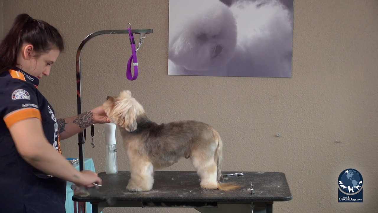 Thumbnail for Thinning Shear Personality Trim on a Yorkie Mix (Part 1 of 2)