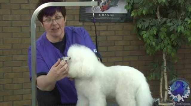 Thumbnail for Lisa Leady Grooming a Bichon in a Modified Show Trim (Part 1 of 4-part Series)