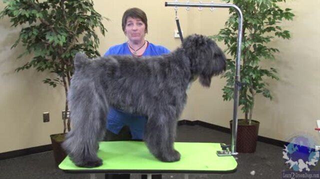 Thumbnail for Grooming a Bouvier des Flandres (Part 1 of 4-Part Series)