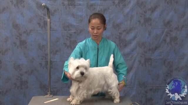 Westie grooming 2024