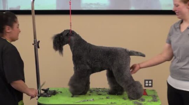 Thumbnail for Grooming a Show Style Kerry Blue Terrier (Part 2 of 2-Part Series: Trimming the legs and finish work)