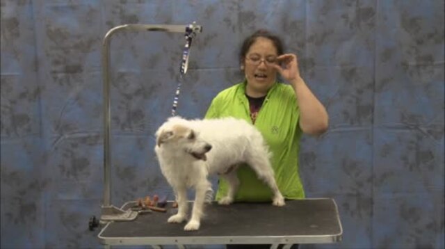 Grooming the Portuguese Water Dog - Working Retriever Trim (1 of 2-Part  Series) - Learn2GroomDogs