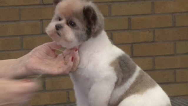 Pomeranian with shih store tzu