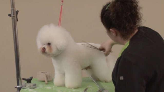 Thumbnail for Grooming a Show Style Bichon (Part 2 of 3-Part Series: Styling the head)