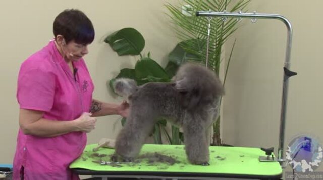 Thumbnail for Part 2 of 3: Grooming a Miniature Poodle Show Puppy: Setting in the Front Leg, Shoulder, and Tuck up Area