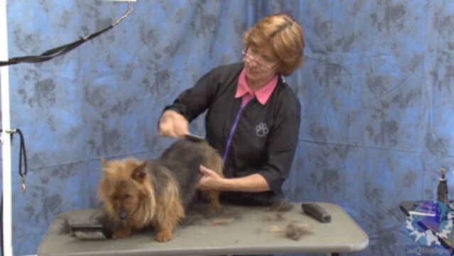 Thumbnail for Working with the Jacket on an Australian Terrier