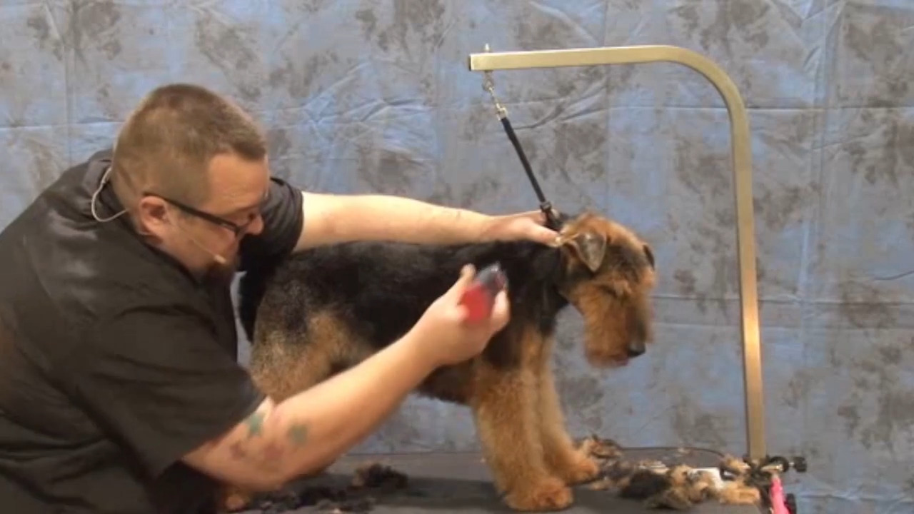 Thumbnail for Spotlight Session: Body Clipper Work on a Pet Welsh Terrier