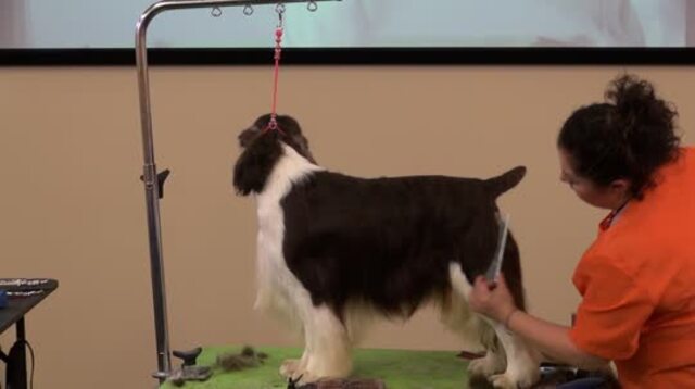 Thumbnail for Grooming a Show Style English Springer Spaniel (Part 4 of 5-Part Series: Feet, Hocks, Undercarriage, and Final Detail)