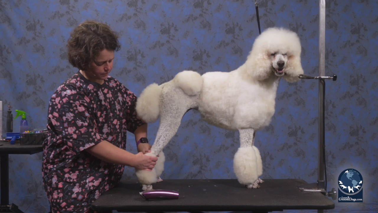 Thumbnail for Modified Pet Poodle Continental Trim Using a Guard Comb (Part 1 of 3)