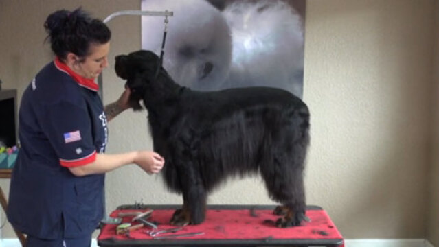 Thumbnail for Gordon Setter in a Show Trim (Part 2 of 3-Part Series: Thinning Shear Work and Dealing with the Furnishings)