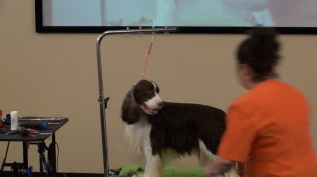 Thumbnail for Grooming a Show Style English Springer Spaniel (Part 3 of 5-Part Series: Thighs, Outlining the Dog, and Dealing with Long Topcoat)