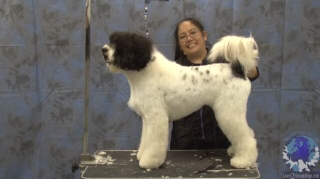 Thumbnail for Styling the Portuguese Water Dog Tail