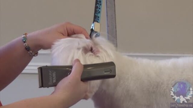 Thumbnail for Part 2 of 2: Creating a Cute, Easy-to-Care-For Trim on a Pet Maltese – Styling the Head