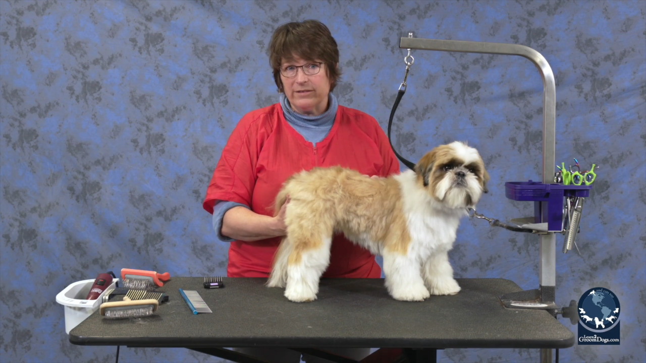 Thumbnail for Cute Shih Tzu Trim: Grooming by the Numbers (Part 1 of 2)
