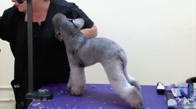 Thumbnail for Turning a Toy Poodle into a Bedlington (1 of 2-part Series)