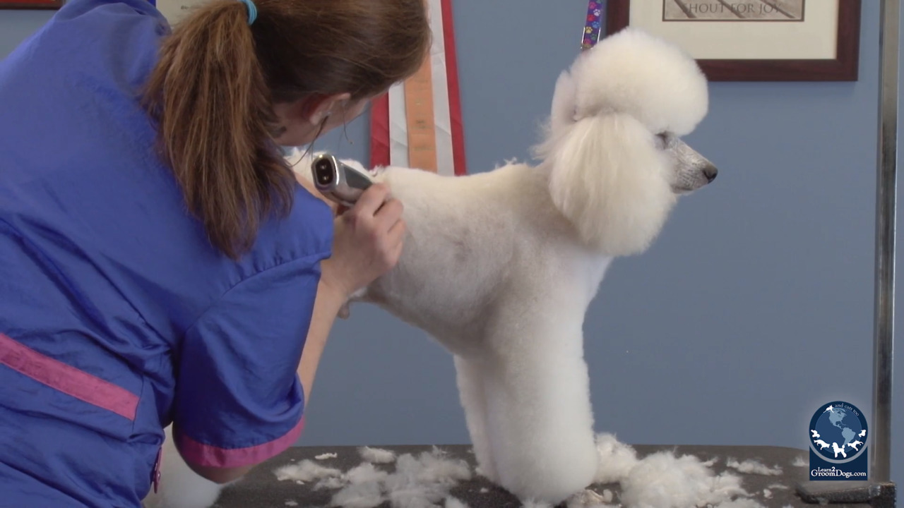 Thumbnail for Spotlight Session: How to Set the Belly Band on a Poodle Sweetheart Trim