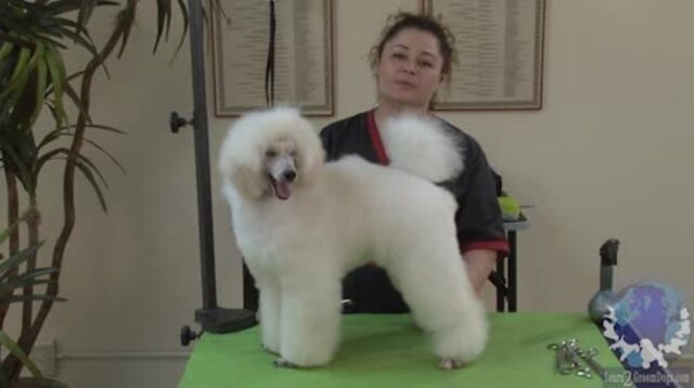 Thumbnail for Setting a Show Poodle Trim on a 7 Month Old Puppy (Part 1 of 2-part Series)