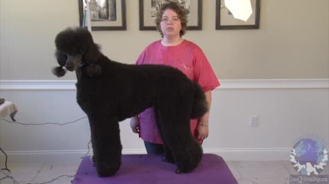 Thumbnail for Standard Poodle in a Modified Puppy Trim (Part 1 of 3-part Series)