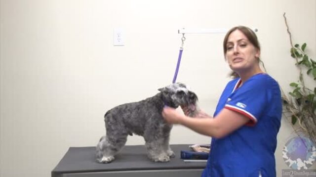 Thumbnail for Pet Schnauzer in a Very Natural Looking Trim (Part 1 of 4-part Series)