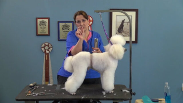 Thumbnail for Retro Poodle Trims: Seven Styles – One Dog (Part 3 of 6-Part Series: Dutch Trim)