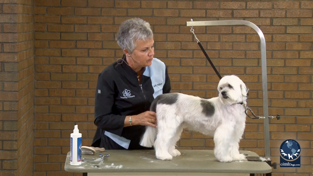 Thumbnail for Creating an Easy Pet Trim Using a Reverse Blade on a Drop-Coated Mixed Breed (Part 3 of 3)