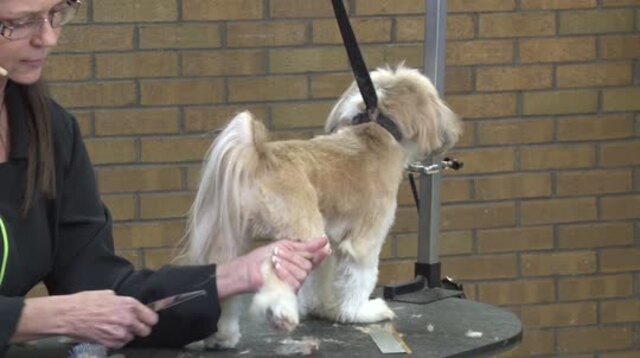 Thumbnail for Grooming a Shih Tzu with an Asian Influenced Head Style (Part 2 of 3-Part Series: Trimming the Legs & Chest)