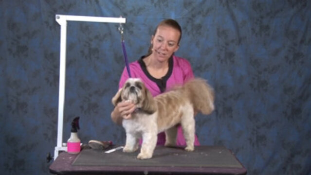 Thumbnail for How to do a Cute & Easy Trim on an Older Shih Tzu (Part 2 of 2-Part Series: Trimming the Body and the Legs )