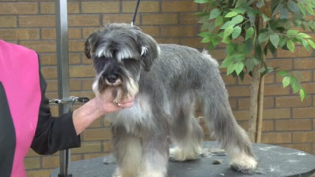 Thumbnail for Capturing the Essence of a Miniature Schnauzer Using Pet Grooming Techniques (Part 2 of 4-Part Series: Blocking in the Head)