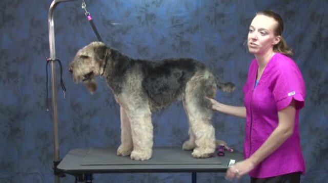Thumbnail for Grooming the Airedale in a Modified Pet Trim: Setting the Body Pattern with Clippers (1 of 3-Part Series)