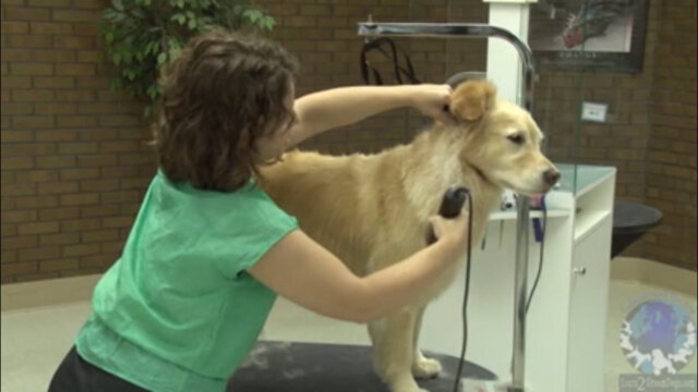 Thumbnail for How to Clip the Body Coat of a Golden Retriever But Still Make it Look Like a Golden