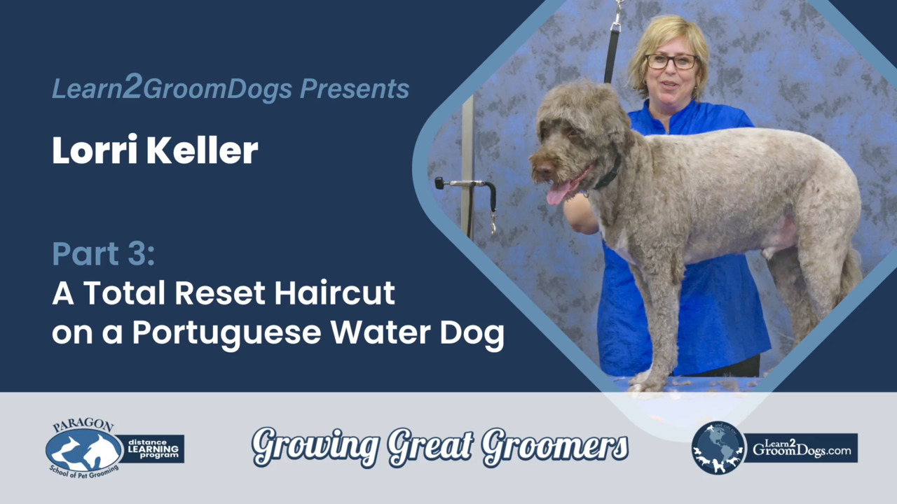 Thumbnail for Starting Over on a Dog Who’s Never Been Professionally Groomed: Part 3