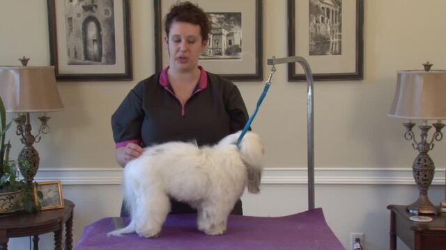 Thumbnail for Grooming a Drop Coated Mixed Breed in a Hand-Scissored Layer Trim (Part 1 of 2-Part Series)
