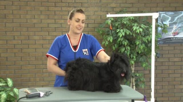 Thumbnail for Grooming the Pet Scottie (1 of 3-Part Series)