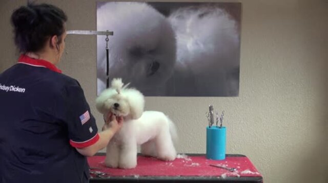 Thumbnail for Asian Confusion on a Bichon (Part 2 of 3-Part Series: Styling the Head – Muzzle and Cheek Areas)