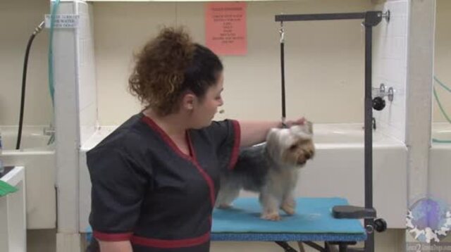 Thumbnail for Grooming Yorkie in a Hand Scissored Layer Trim