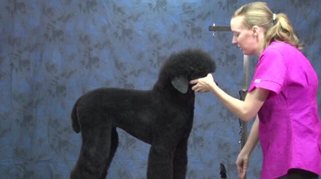 Thumbnail for Part 4 of 4: How to Do a Fast & Stylish Trim on a Standard Poodle (Trimming the Head & Finishing the Chest )