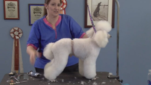 Thumbnail for Retro Poodle Trims: Seven Styles – One Dog (Part 4 of 6-Part Series: Town & Country Trim)