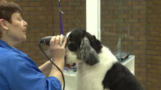 Thumbnail for Trimming the Top of the Head on a Pet Springer Spaniel