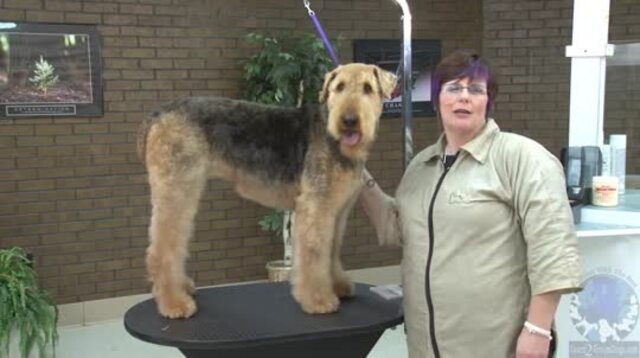 Thumbnail for Grooming the Pet Airedale: Setting the Pattern, Body Work, and Rear Legs (1 of 2-Part Series)