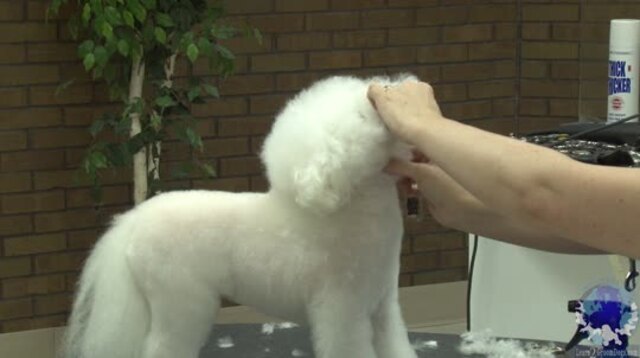 Thumbnail for Styling the Head on a Pet Bichon