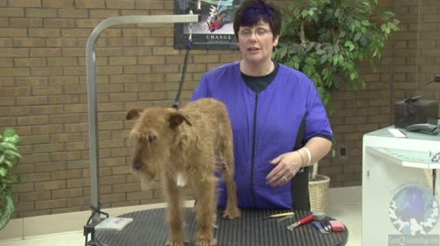 Thumbnail for Hand Stripping Tools and Technique on an Irish Terrier