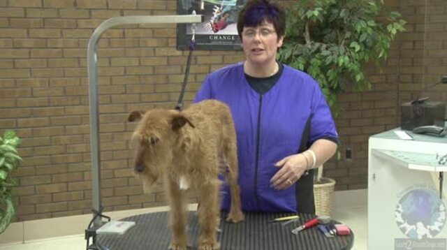 Hand stripping hotsell irish terrier