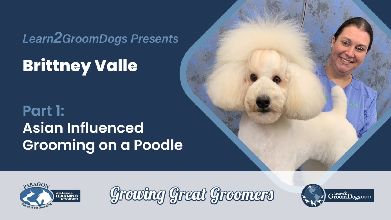 Thumbnail for Creating an Asian Influenced Haircut on a Poodle: Part 1 of 3