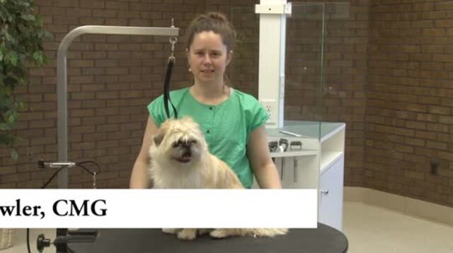 Thumbnail for Grooming a Shih Tzu/Pug Mix